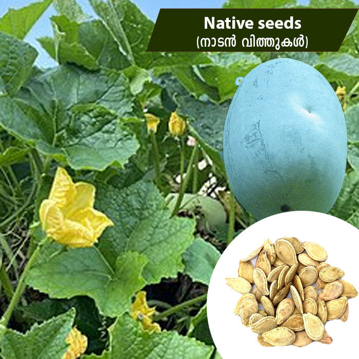 Ash Gourd (നാടൻ കുമ്പളങ്ങ) Native Seeds
