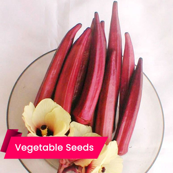 Ladies Finger Red (Bhindi Scarlet) (വെണ്ട - റെഡ്)