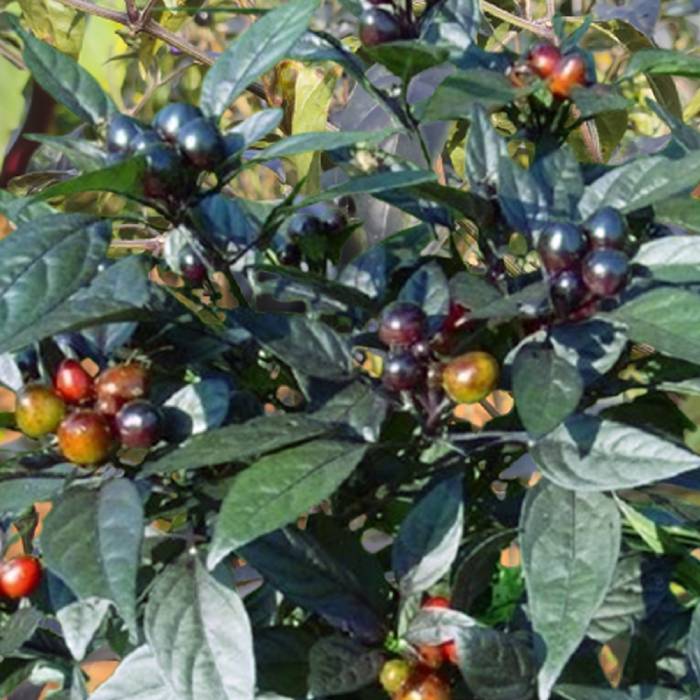 Munthiri Chilli