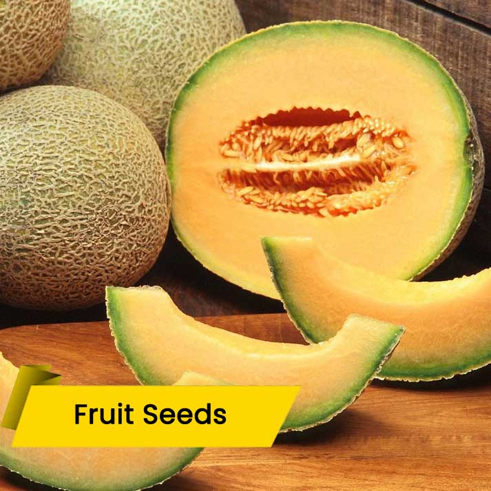 Muskmelon (ഷമാം (തൈകുമ്പളം))