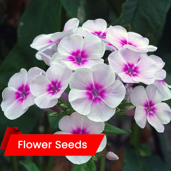 Phlox Beauty Mix (ഫ്ലോക്സ് ബ്യൂട്ടി)
