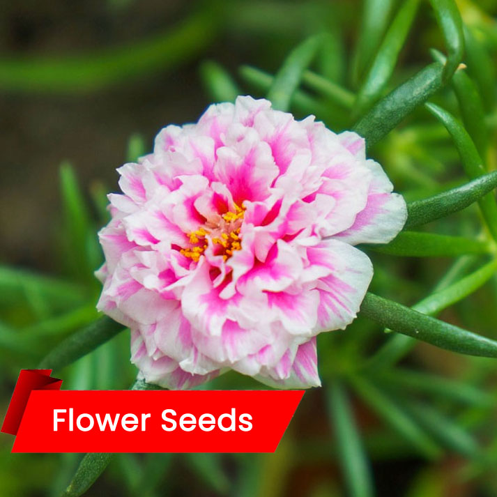 Portulaca Double Mixed (പെറ്റുനിയ ഡബിൾ മിക്സഡ്)