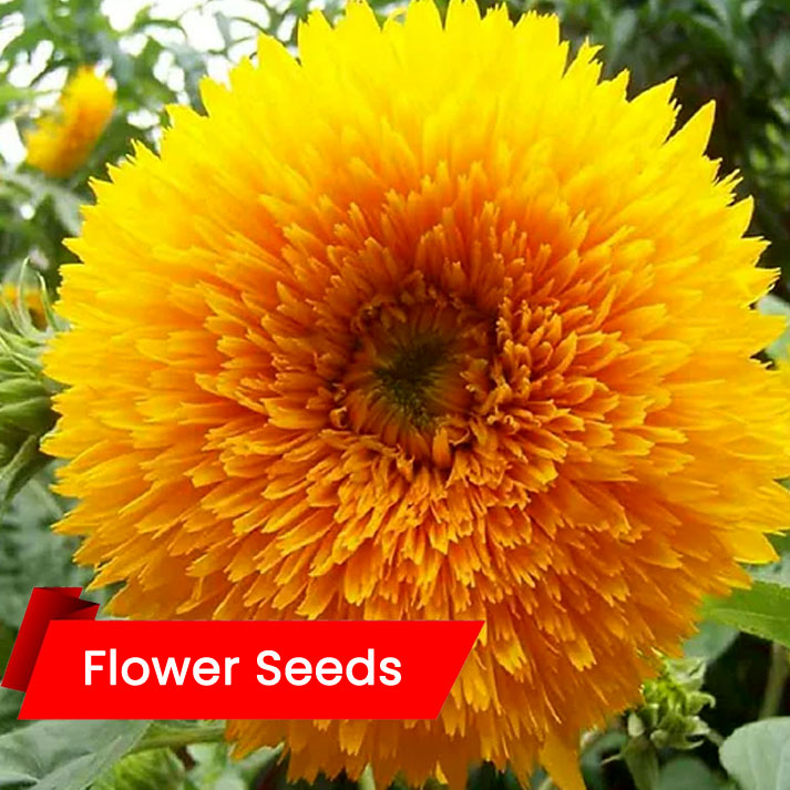 Sunflower Teddy Bear (സൺഫ്ലവർ - ടെഡി ബിയർ)