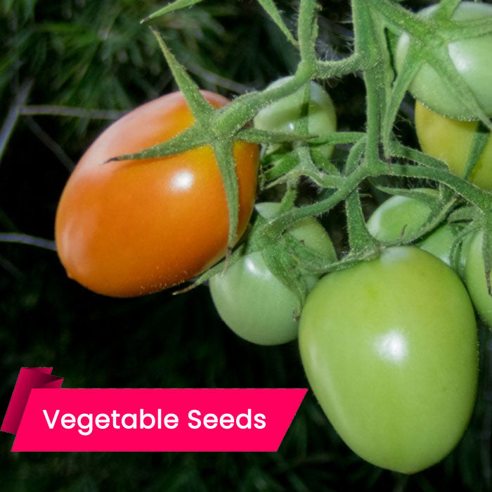 Tomato NS 538 (തക്കാളി (N S 538))