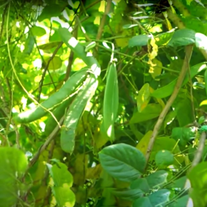 Valaripayar (വാളരി പയർ) Seeds