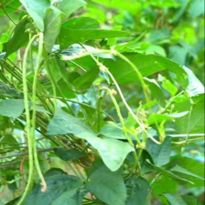 Cow Pea - Valli Payar (വള്ളിപയർ - ലോല)