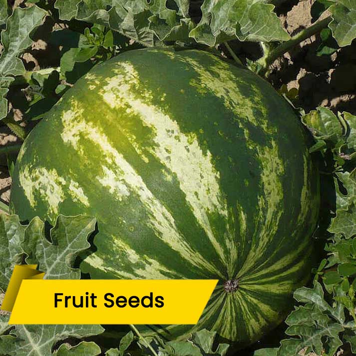 Water Melon Hybrid (തണ്ണിമത്തൻ (ഹൈബ്രിഡ്))