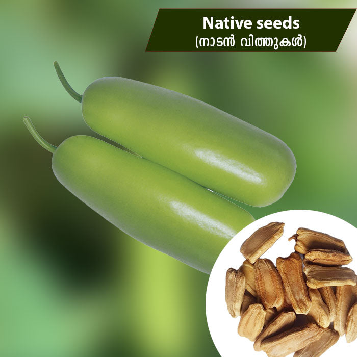 Bottle Gourd (നാടൻ ചുരക്ക) Seeds