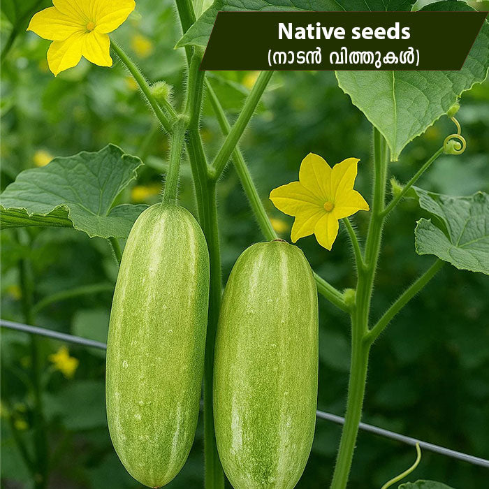 Inchi-vellari (ഇഞ്ചി-വെള്ളരി) Seeds