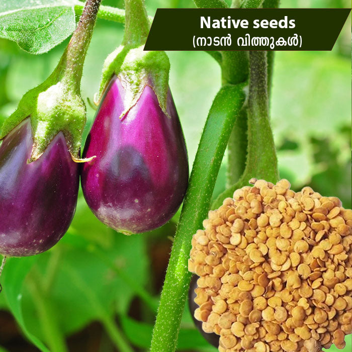 Kathirikai - Brinjal (നാടൻ കത്തിരിക്ക) Native Seeds