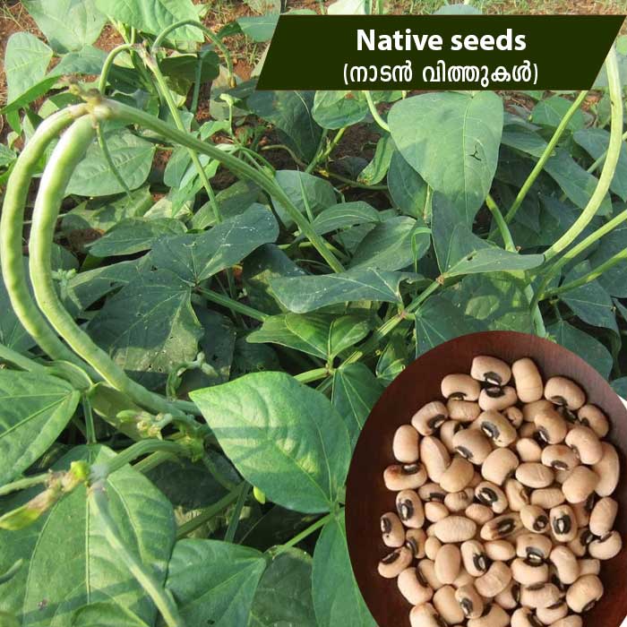 Cow Pea (കുറ്റിപ്പയർ - നാടൻ) Native seeds