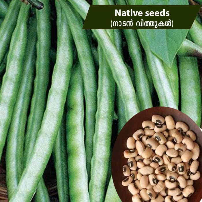 Cow Pea (കുറ്റിപ്പയർ - നാടൻ) Native seeds