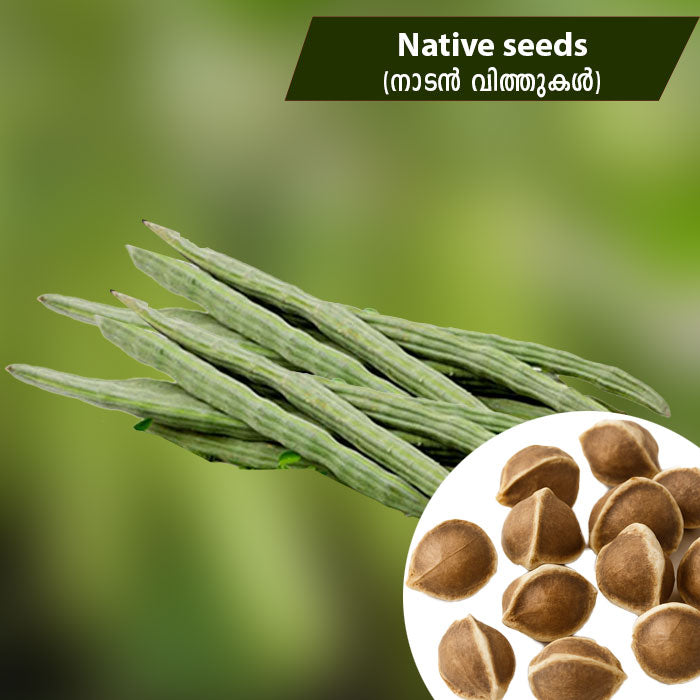 Drum Stick (നാടൻ മുരിങ്ങ) Native Seeds