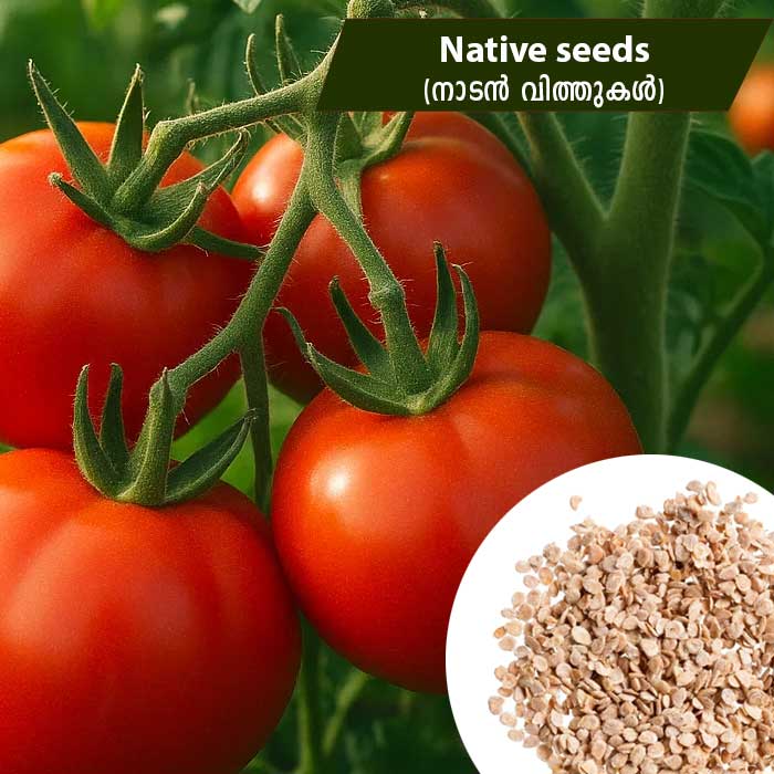 Tomato (നാടൻ-തക്കാളി) Native seeds