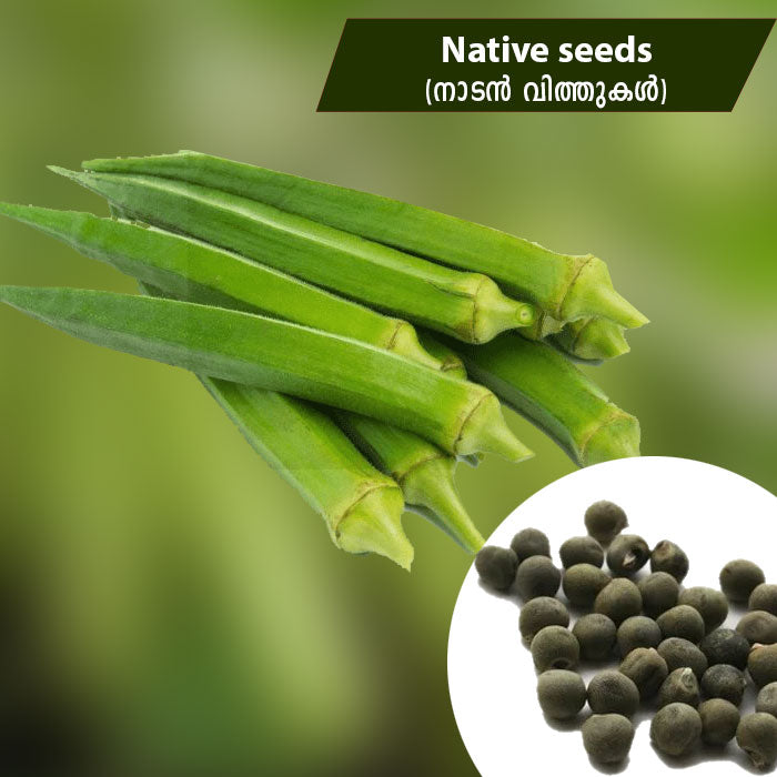 Okra (നാടൻ വെണ്ട) Native Seeds