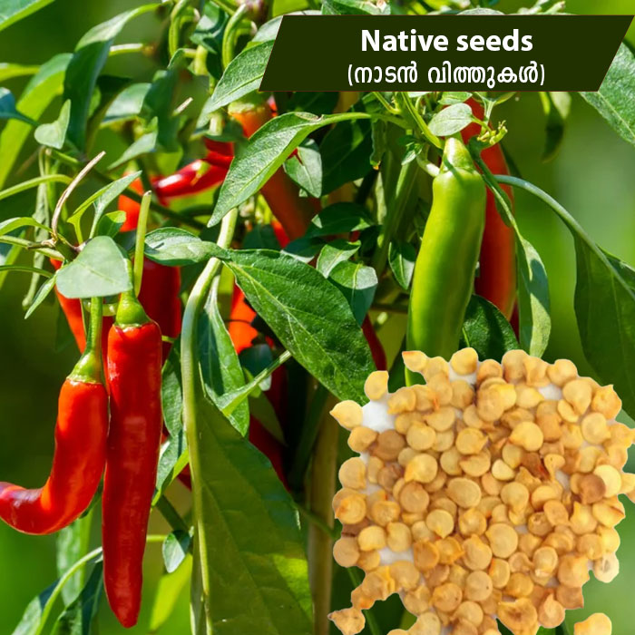 green chilli plant seeds Green Chilli ( നാടൻ പച്ചമുളക് ) Seeds – Mahaagrin