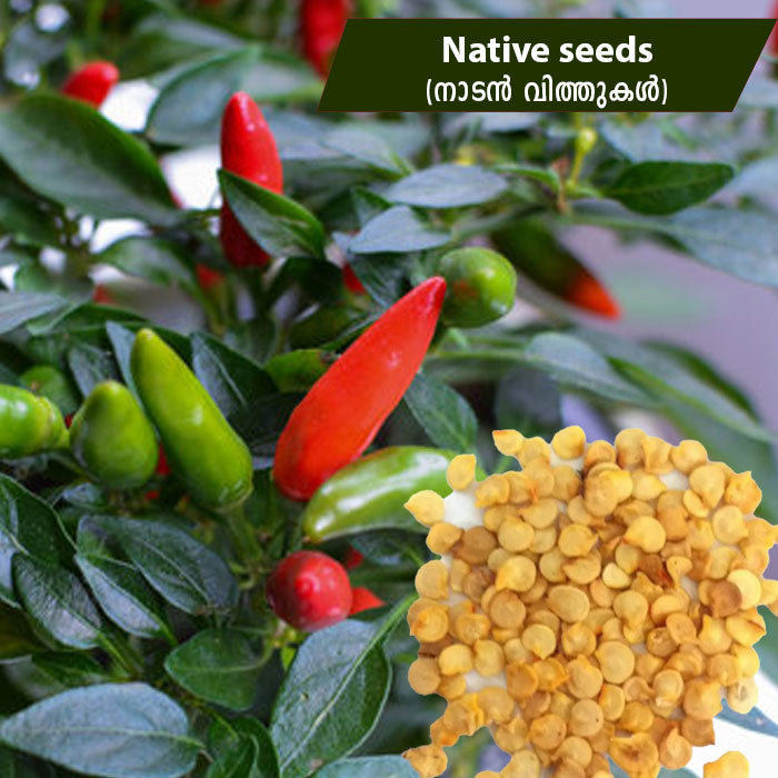 Green Chilli ( നാടൻ പച്ചമുളക് ) Seeds