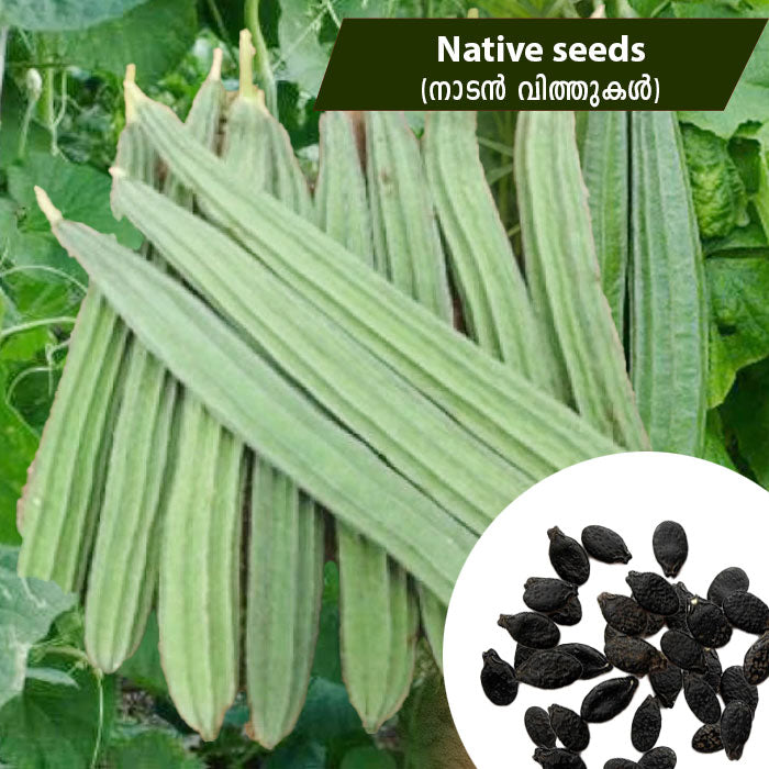 Ridge Gourd (നാടൻ പീച്ചിൽ) Native Seeds