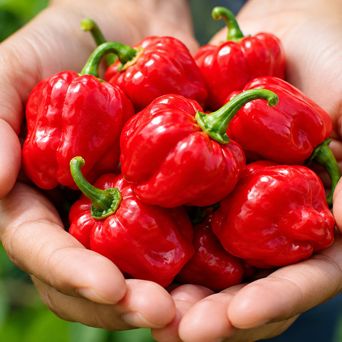 Chilli Red Lantern Seeds
