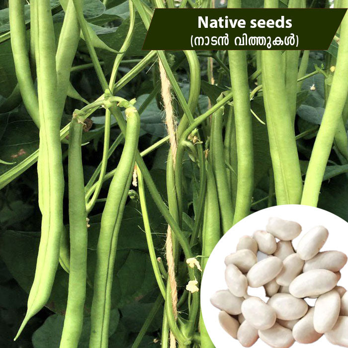 Vally Beans (വള്ളി ബീൻസ്) Native Seeds