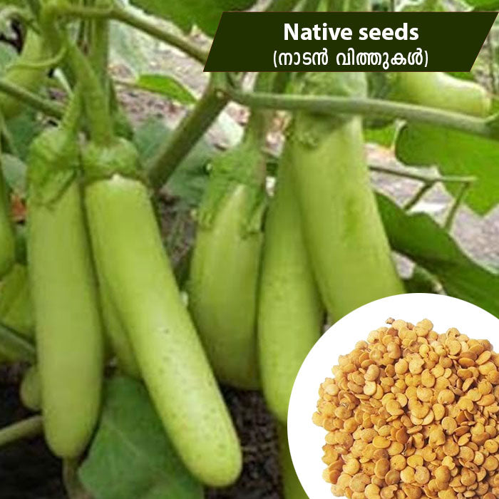 Brinjal - Naadan (നാടൻ വഴുതന) Seeds