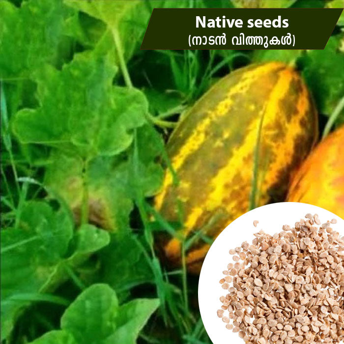Cucumber (നാടൻ വെള്ളരി) Native seeds