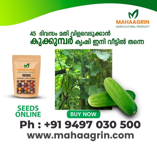 How to Grow Cucumber at Home with Mahaagrin Seeds