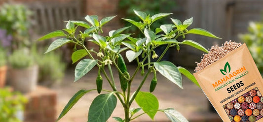 5 Best Varieties of Chilli Seeds to Grow During the Rainy Season: Buy Seeds Now