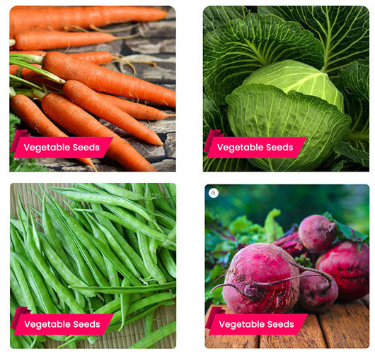 5 Easy-to-Cultivate Winter Vegetable Seeds During September – Buy Vegetable Seeds Online