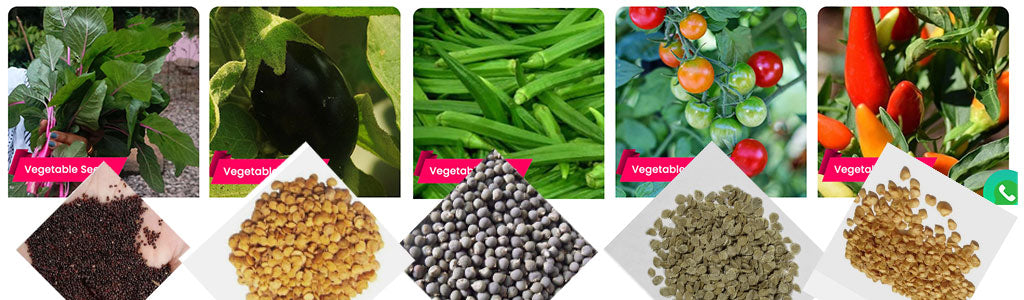 Cultivate Seeds of 5 Vegetables Used Regularly – Buy Seeds Online | Premium Quality Vegetable Seeds for Healthy Home Gardening