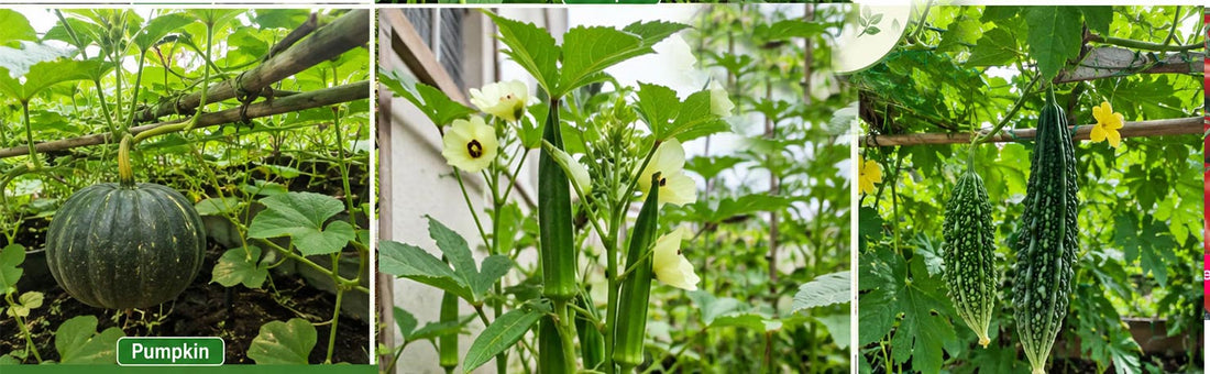 5 Easy-to-Grow Vegetable Seeds in September for Your Home Garden – Buy Seeds Online