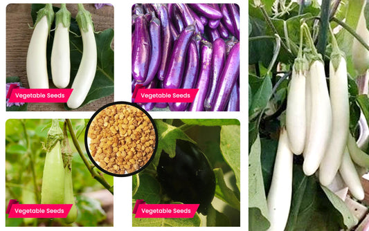 Top 5 High-Yielding Brinjal Seed Varieties – Grow More, Harvest Better | Buy Seeds Online