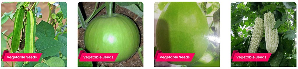 5 Best Vegetables to Grow in Chingam – Buy Premium Vegetable Seeds Online