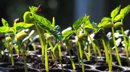 Plant Now, Harvest Plenty – Easy Monsoon Vegetables for Every Home Garden!; Buy Seeds Now