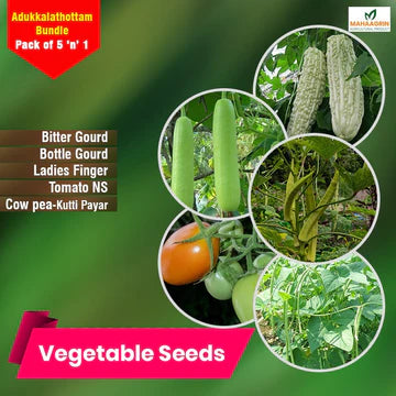How to Grow Vegetable Seeds on Your Terrace with Maha Agrin