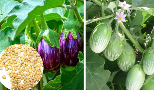 Best Brinjal Apsara Seeds Online for Home Gardens and Farms – Buy Seeds Online