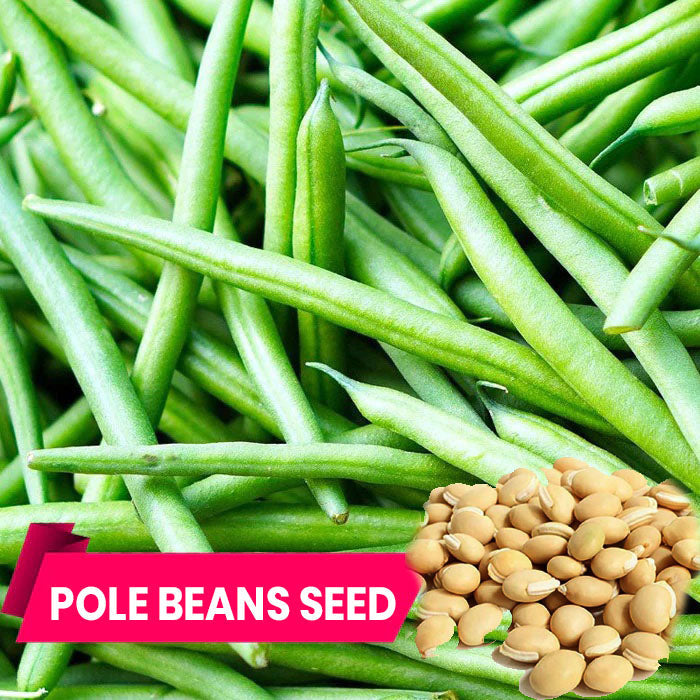 Buy Beans Seeds Online – High-Yielding & Disease-Resistant Variety