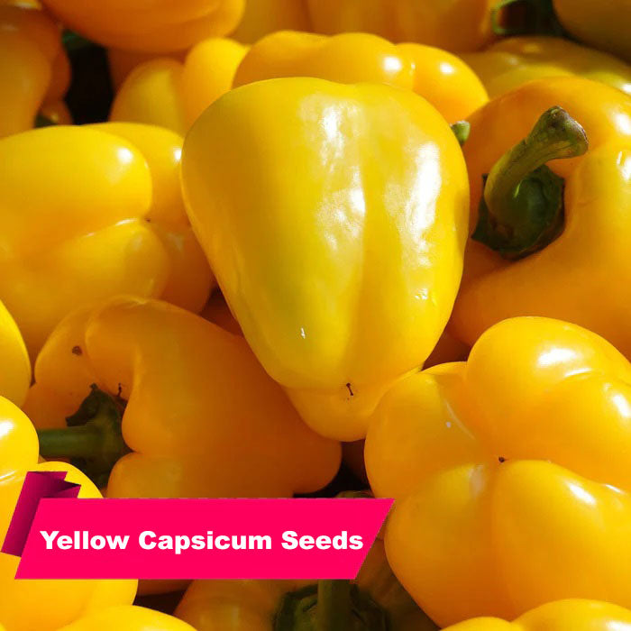 Yellow Capsicum (Hybrid Chili) Seeds buy Online – High-Yielding, Best Quality for Your Garden