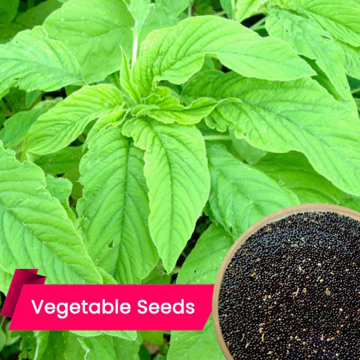 Buy Green Amaranthus (Pacha Cheera) Seeds Online – High-Quality, Fast-Germinating Vegetable Seeds for Your Garden