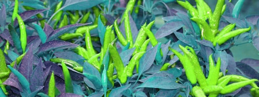 Chilli Ujjwal – A Hybrid Green Chilli with Superior Yield and Resistance