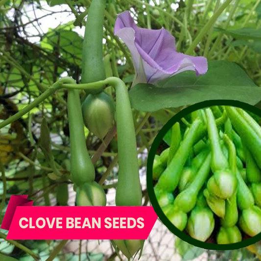 Buy Clove Bean (Nithya Vazhuthana) Seeds Online – High Germination, High Yield