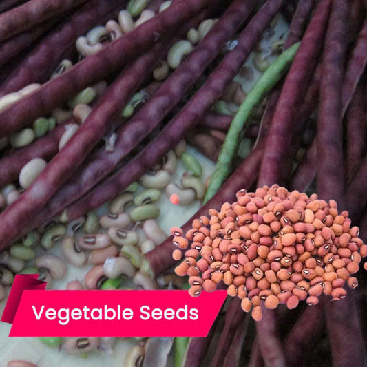 Buy Cow Pea Red Gold Seeds Online – Premium Quality for High Yields