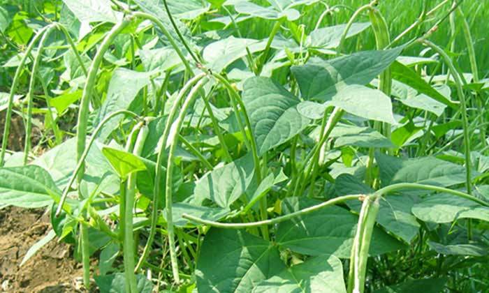 Cowpea (Kutti Payar) Plant Now for a Bountiful Harvest – Buy Cowpea Seeds Online