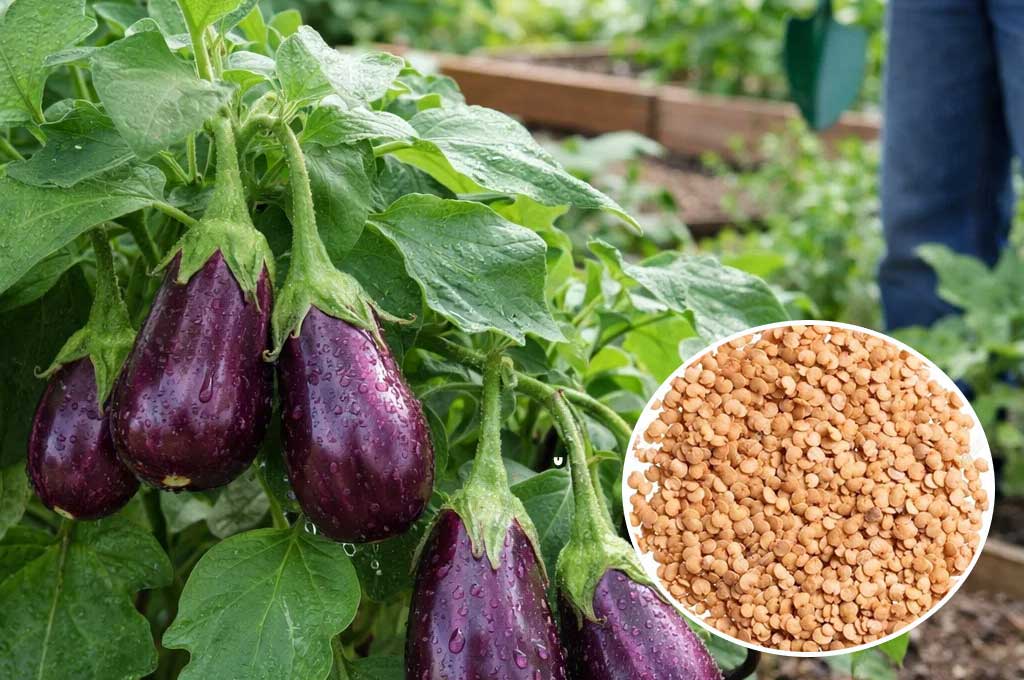 Start Your Summer Garden with Kathirikai (Native Brinjal) Seeds – Buy Seeds Online