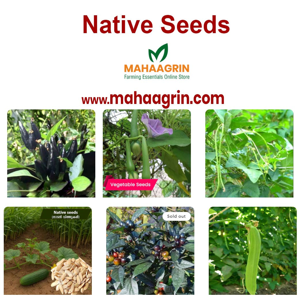 5 Easy Vegetables to Grow in Your Kitchen Garden – Buy Best Quality Naadan Seeds Online at Mahaagrin