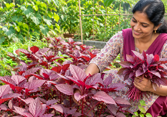 Cultivate Organic Amaranthus (Red Cheera) at Home, Buy Seeds Online