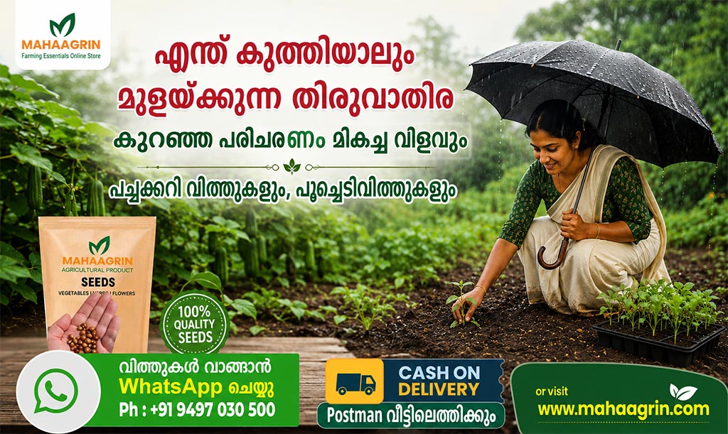 5 Easy-to-Cultivate Vegetable Seeds During Thiruvathira Njattuvela – Buy Premium Vegetable Seeds Online