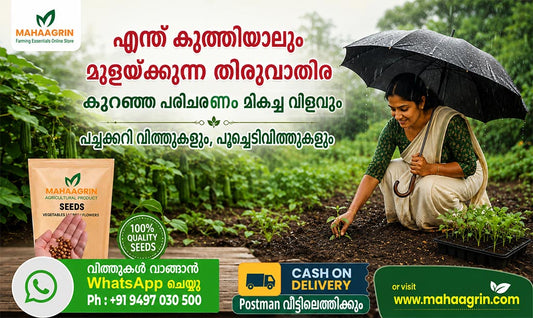 5 Easy-to-Cultivate Vegetable Seeds During Thiruvathira Njattuvela – Buy Premium Vegetable Seeds Online