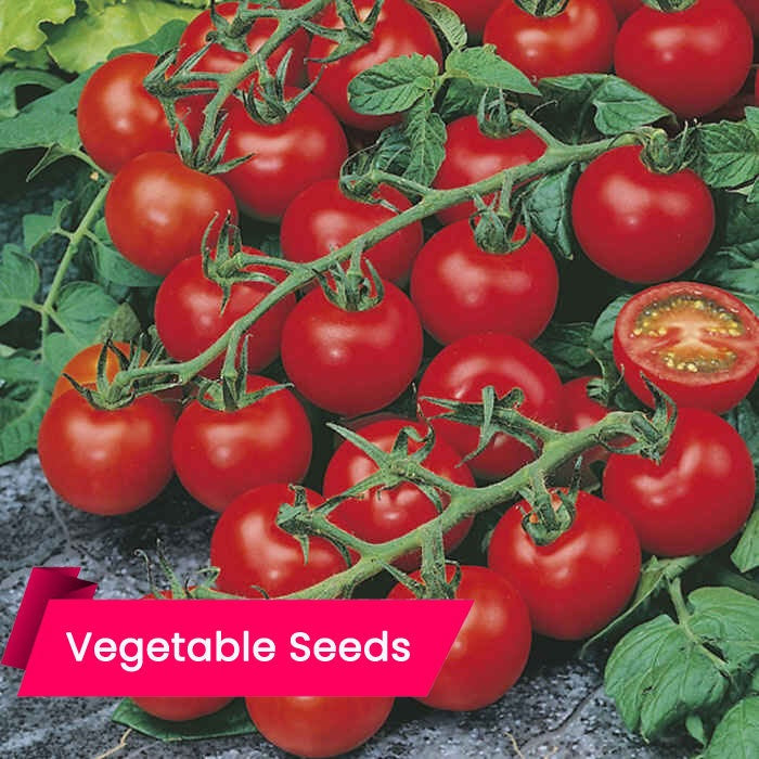 Tomato - Raksha Seeds Online – High Germination, High-Yielding, and Disease-Resistant