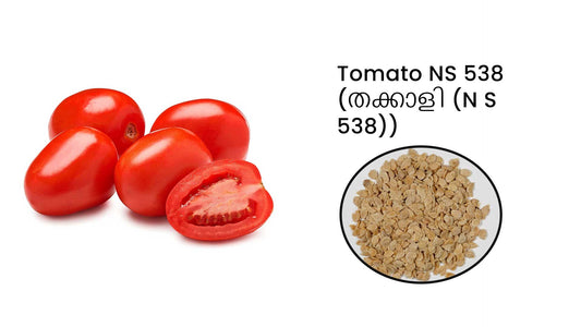 Hybrid Tomato (NS-538): Disease-Tolerant, High-Yielding Seeds for Superior Harvests; buy Tomato seeds